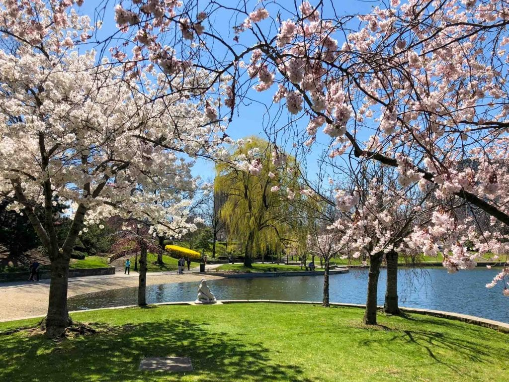 Cherry blossoms at Wade Lagoon
