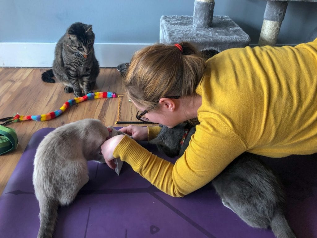Cat yoga at AffoGATO cat cafe in Cleveland