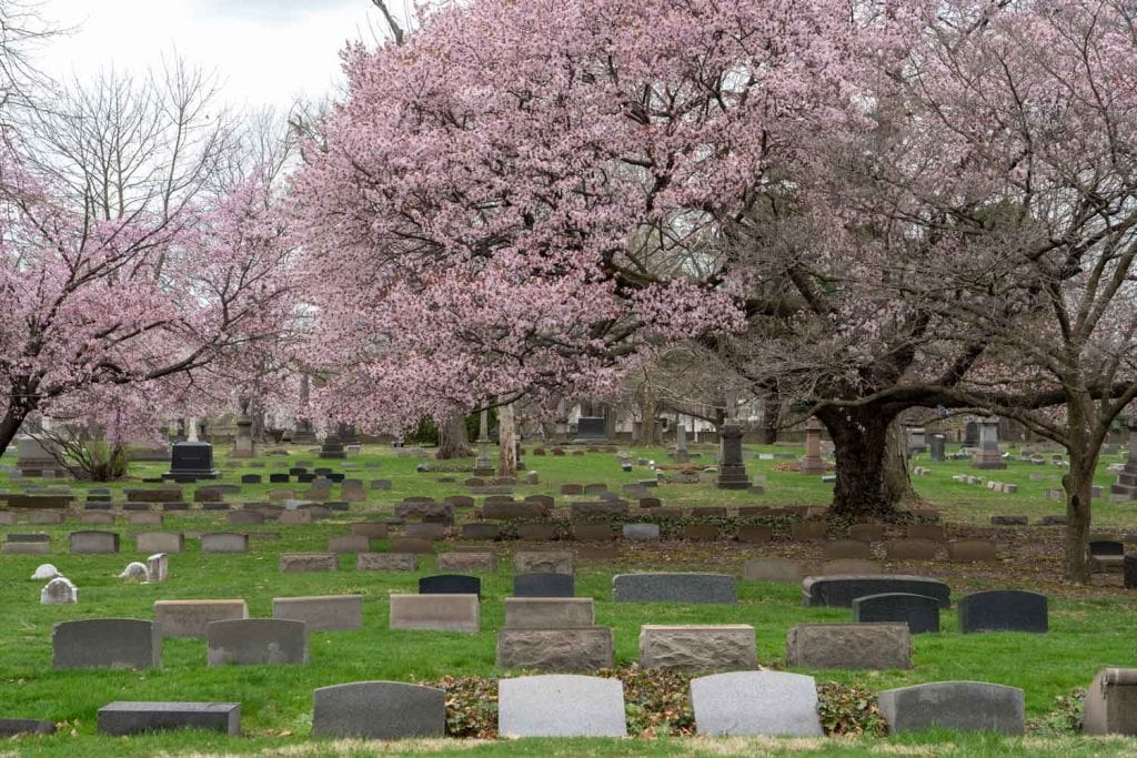 Pink blooming trees at Lake View Cemetery