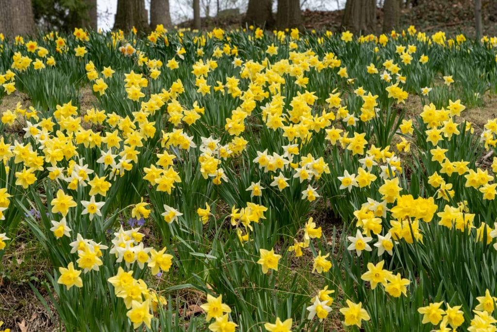Daffodil Hill at Lake View Cemetery