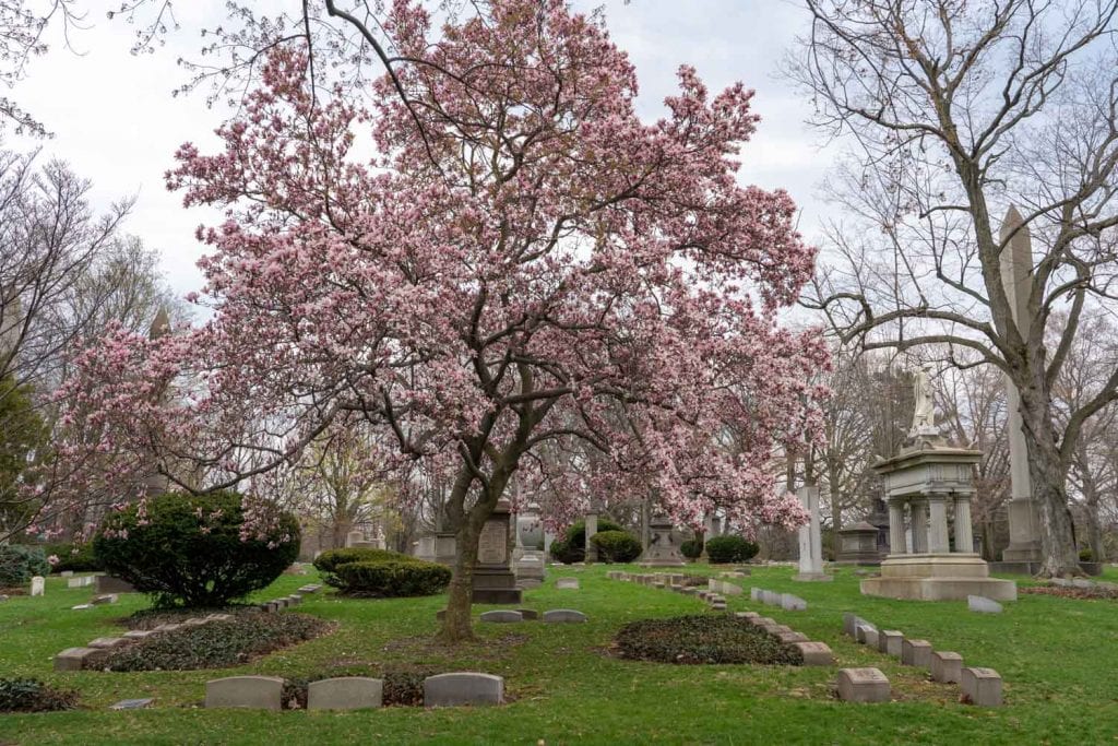 Blooming tree at Lake View Cemetery