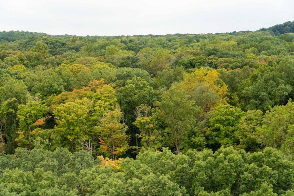 View from the Emergent Tower at Holden Arboretum