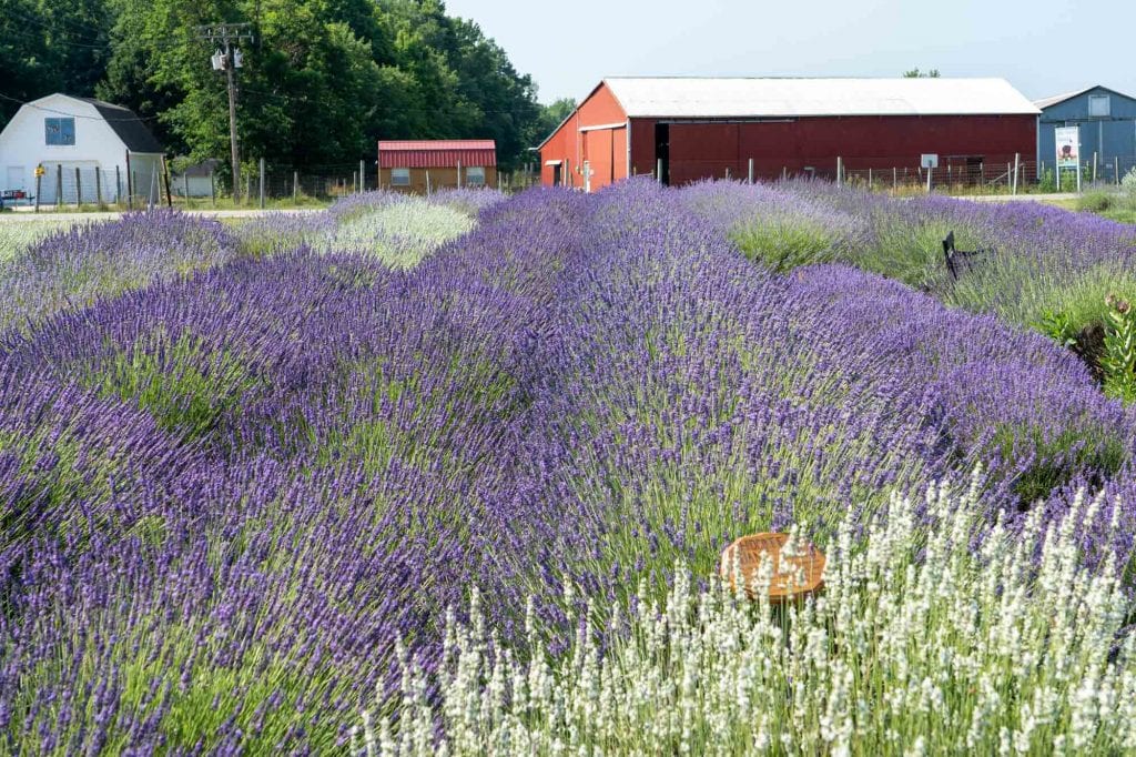 Luvin Lavender Farms display garden