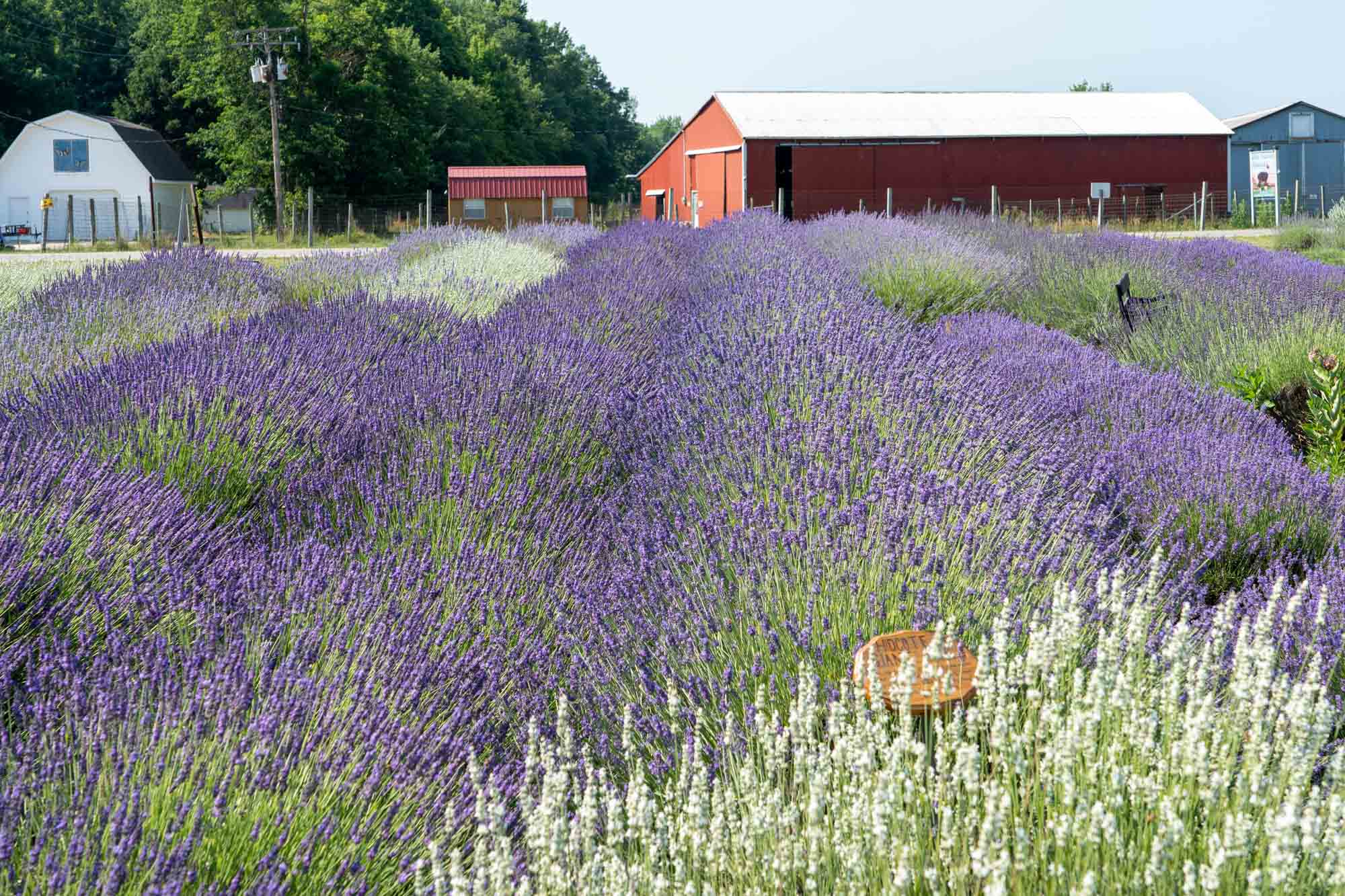 Read more about the article Visiting Luvin Lavender Farms: A Summertime Must-Do in Northeast Ohio