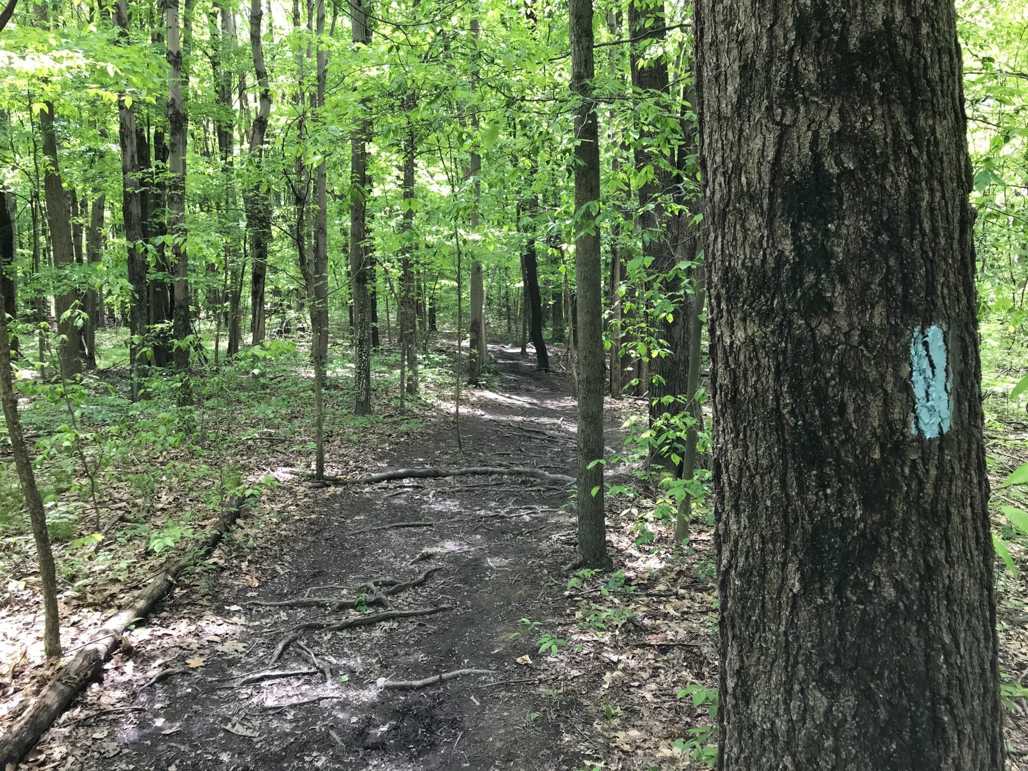 You are currently viewing The Ultimate Guide to Hiking the Buckeye Trail Near Cleveland (Plus Hiking Maps!)