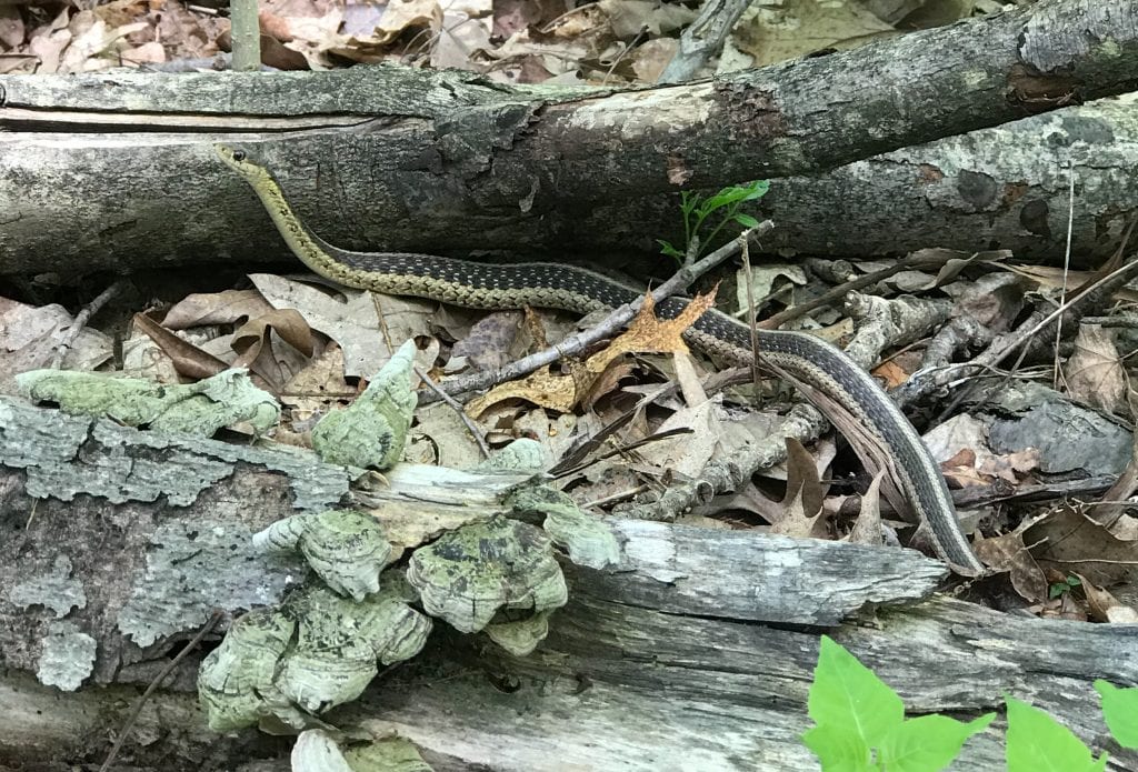 Garter Snake found along the Buckeye Trail Near Cleveland