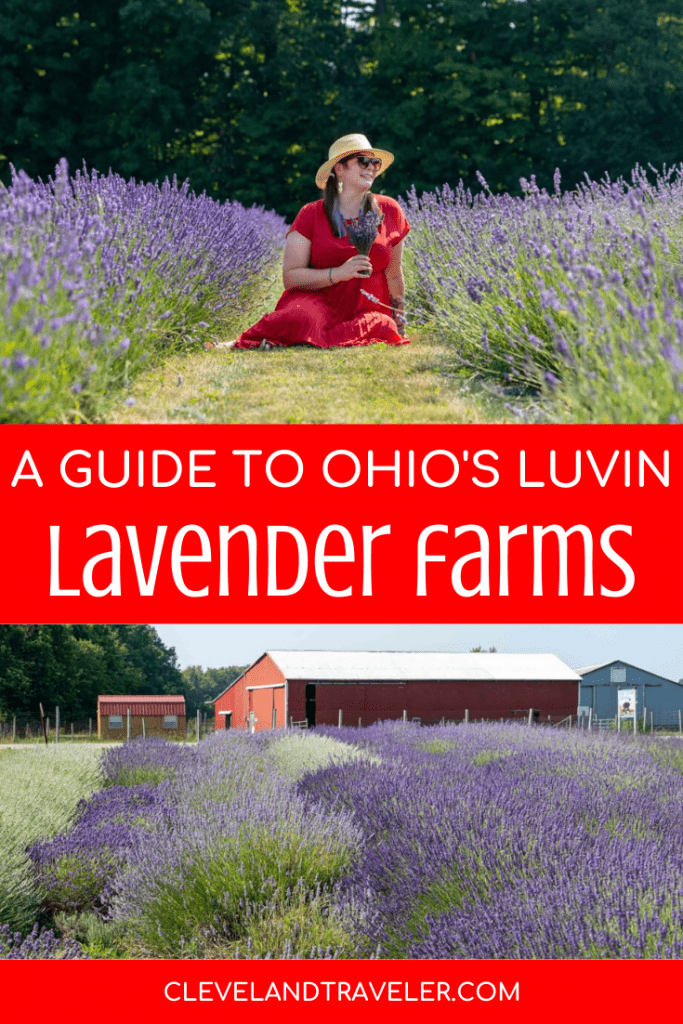 Visiting Luvin Lavender Farms