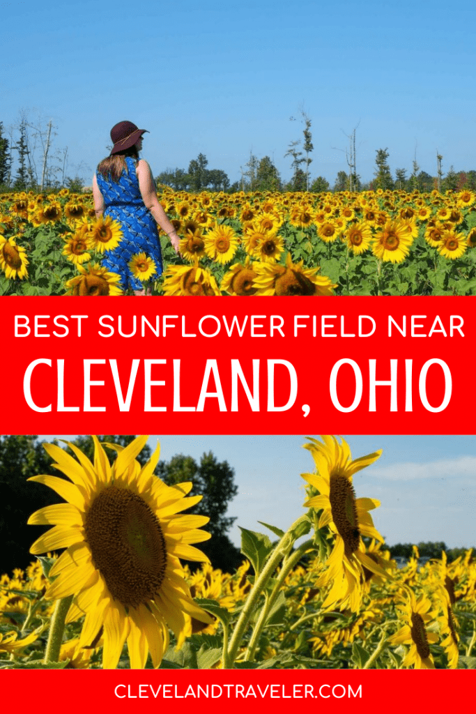 Best sunflower field near Cleveland