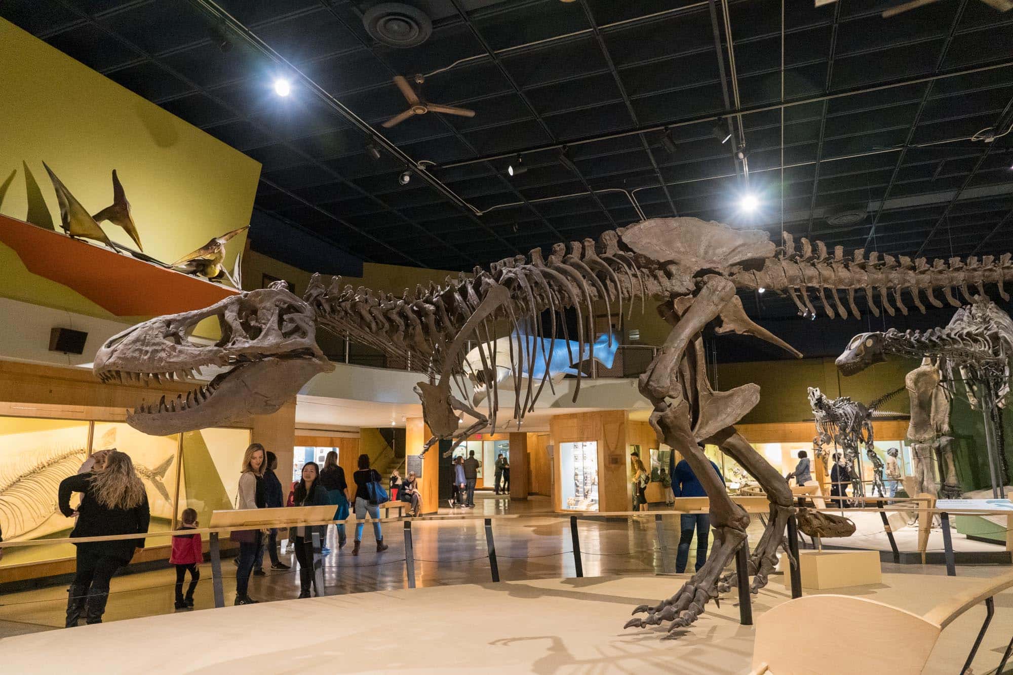 You are currently viewing The Complete Guide to Visiting the Cleveland Museum of Natural History: 10 Things You Have to See
