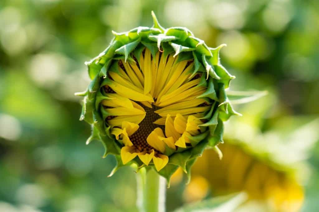 Sunflower pre-bloom