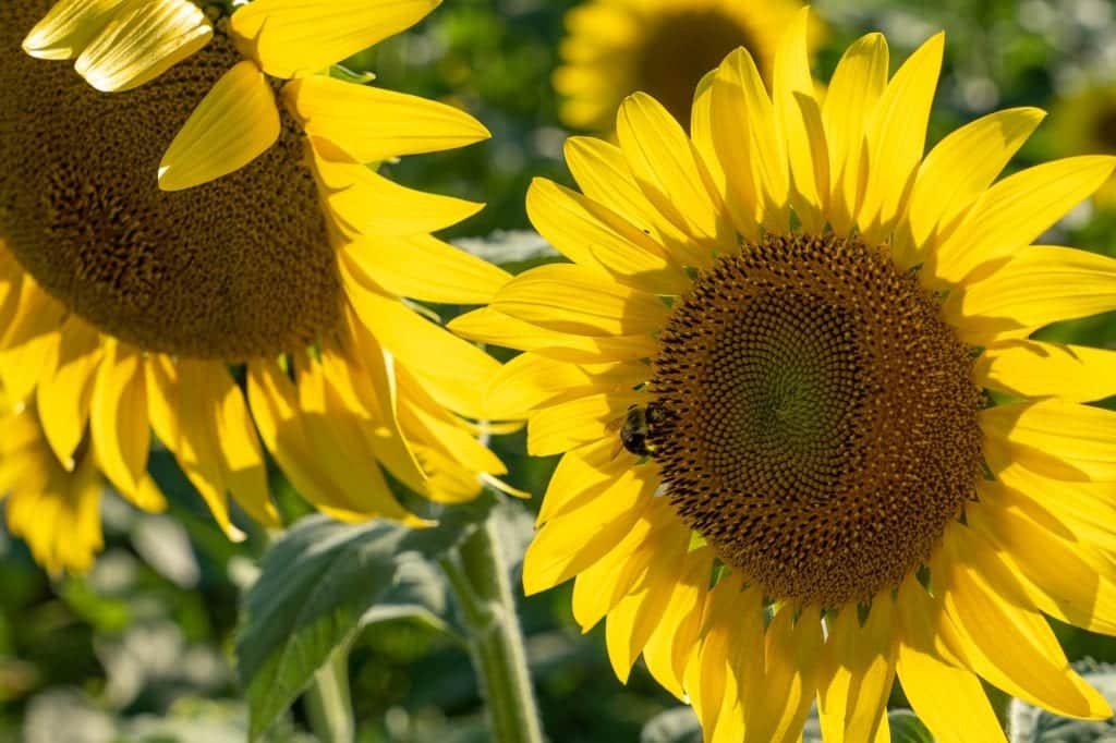 Sunflowers in Sandusky, Ohio