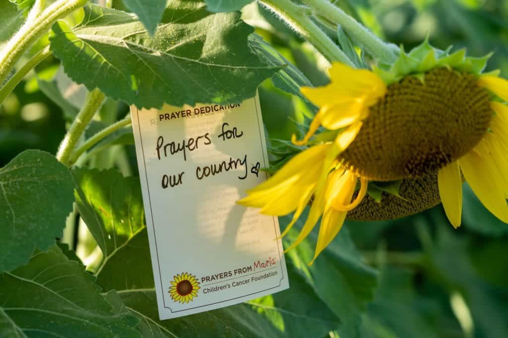 Sunflower dedication