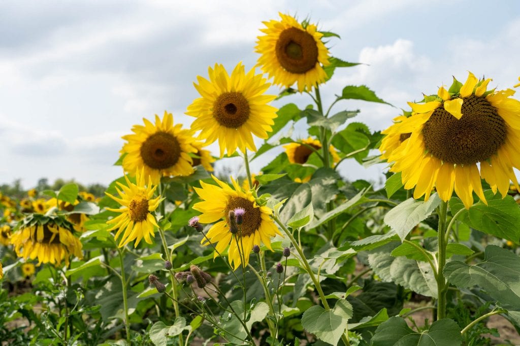 Sunflowers in Avon, Ohio