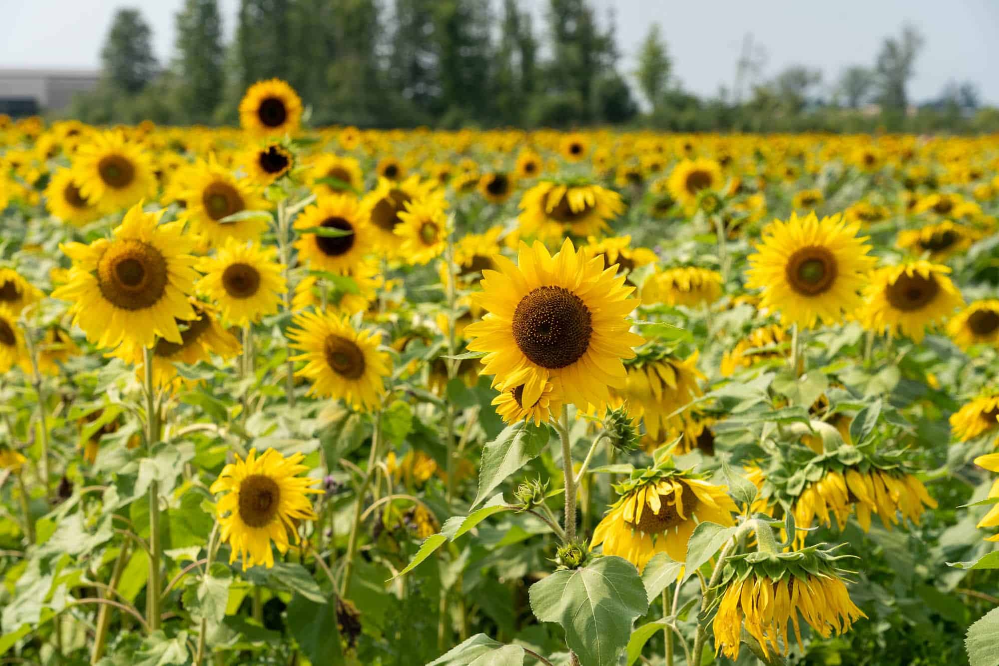 You are currently viewing The Most Beautiful Sunflower Fields Near Cleveland to Visit