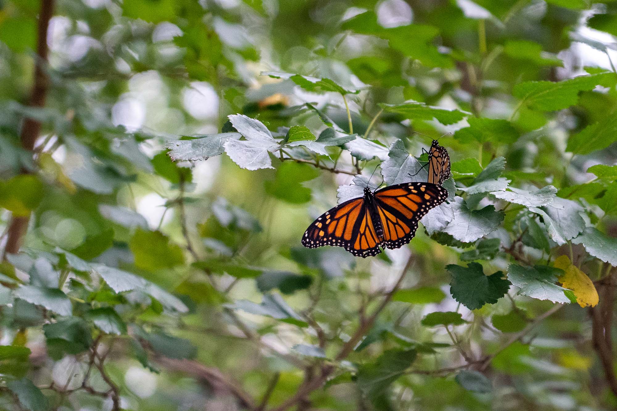 You are currently viewing How and Where to See Migrating Monarch Butterflies in Cleveland