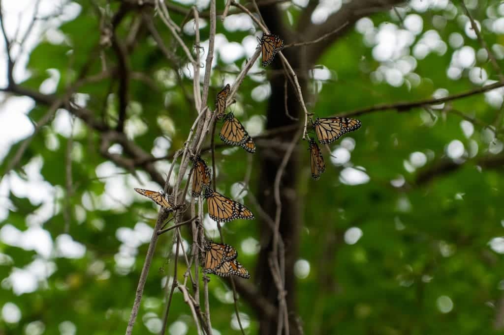 Monarch butterflies in Cleveland