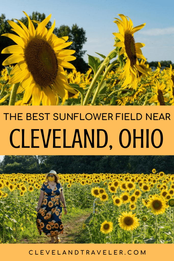 Best sunflower field near Cleveland