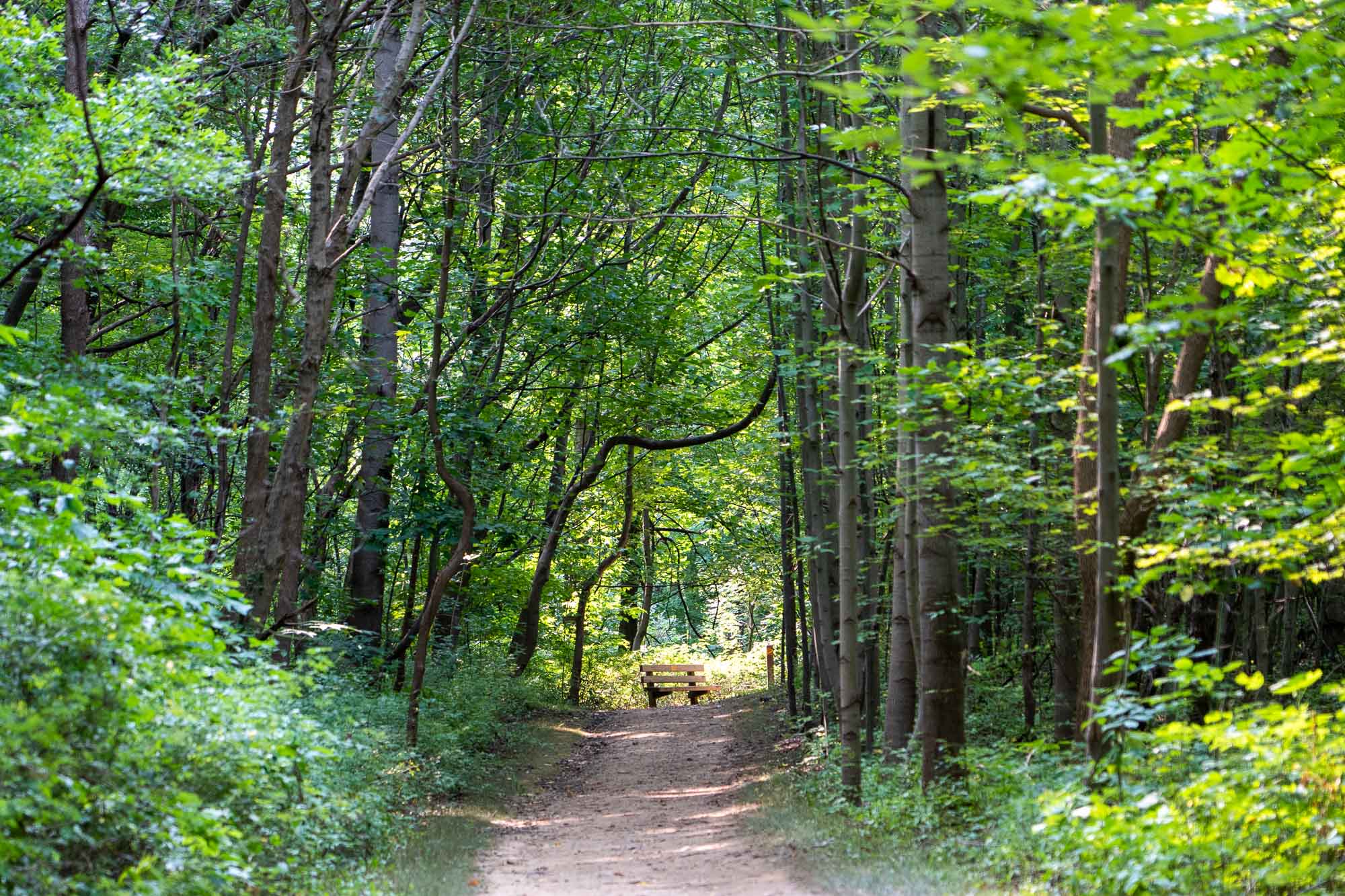 Read more about the article The Ultimate Guide to the Summit Metro Parks Fall Hiking Spree