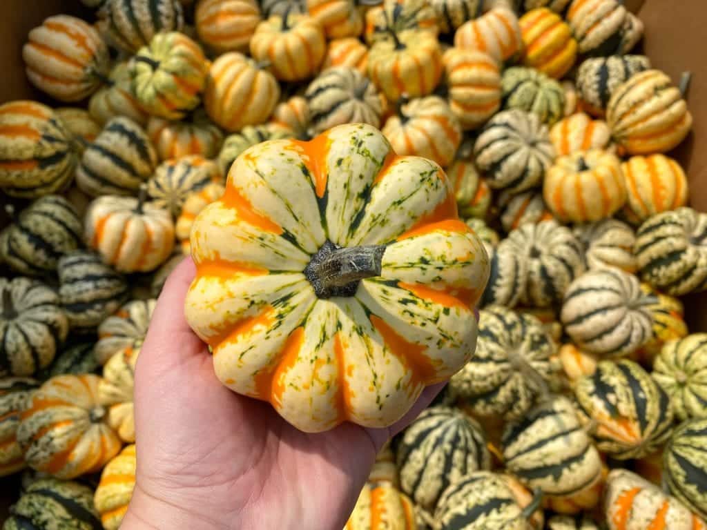 Fall mini pumpkins