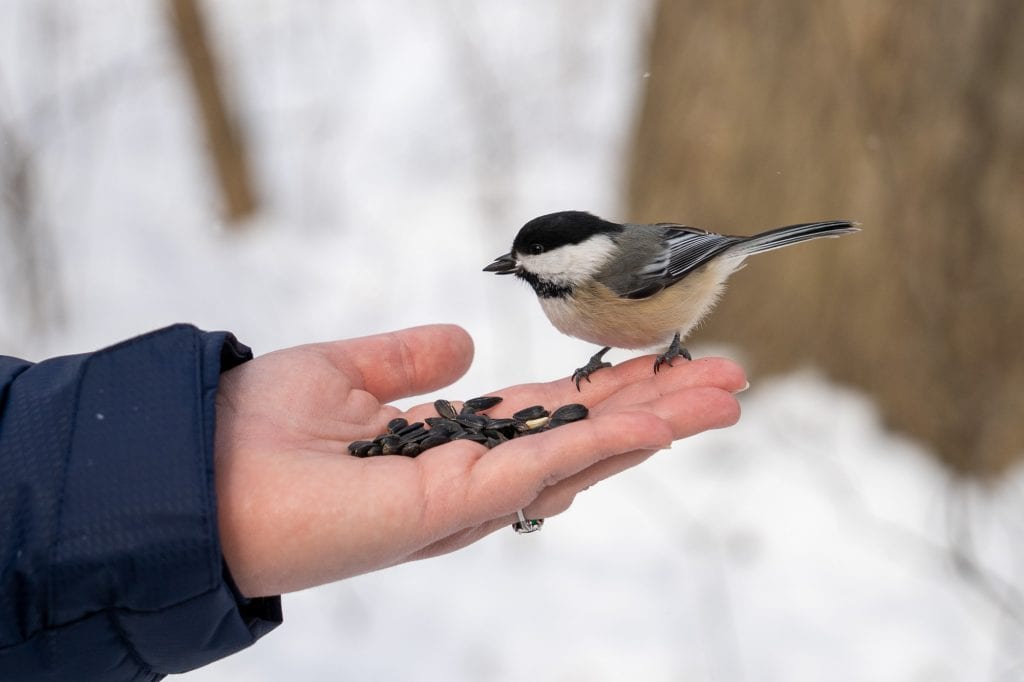 Chickadee eating out of a hand