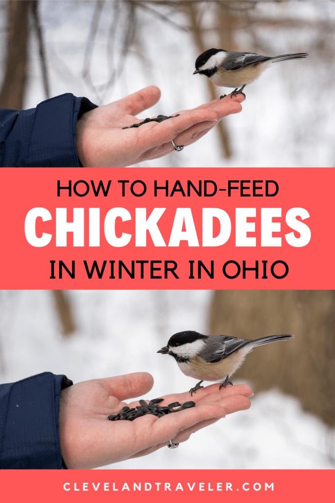 How to hand-feed chickadees in Ohio