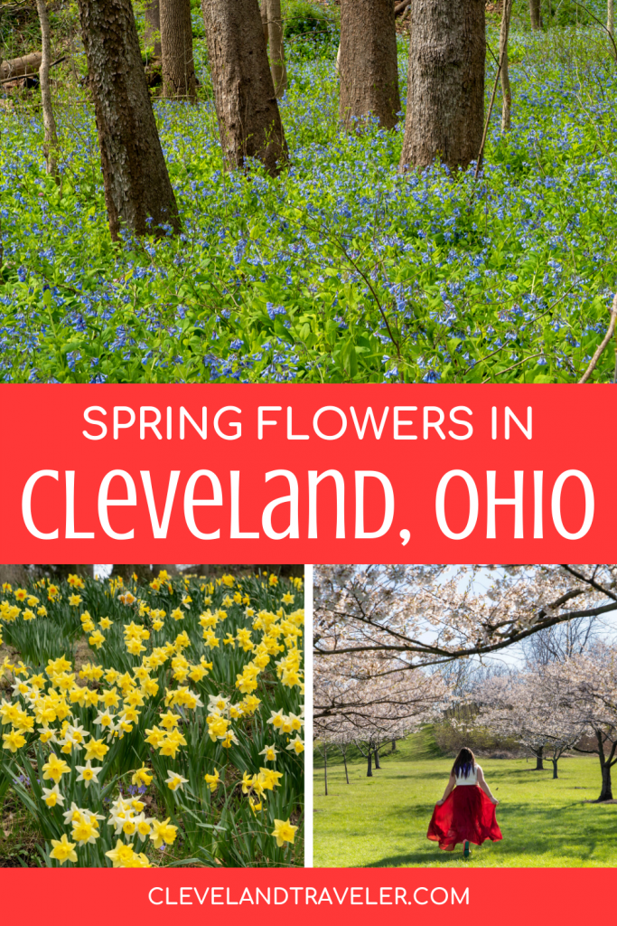 Spring flowers in Cleveland