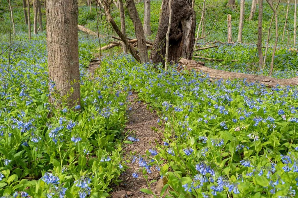 A path through the bluebells