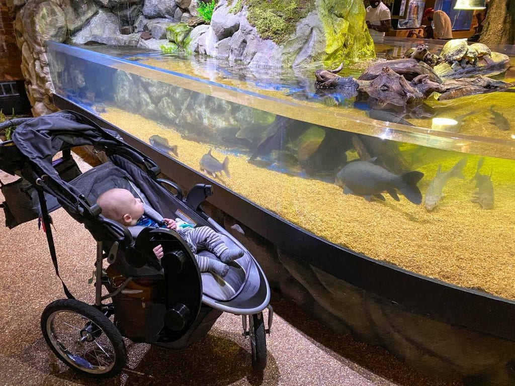 Baby watching fish at Greater Cleveland Aquarium