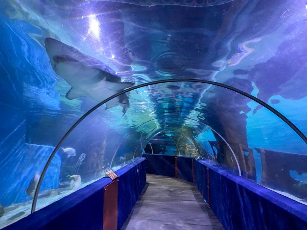 Shark tunnel at Greater Cleveland Aquarium