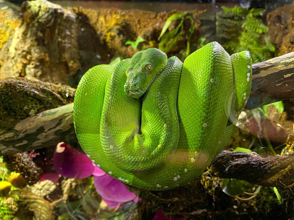 Green snake at Greater Cleveland Aquarium