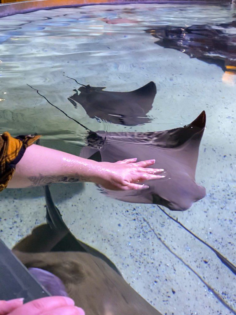 Stingray touch tank at Greater Cleveland Aquarium