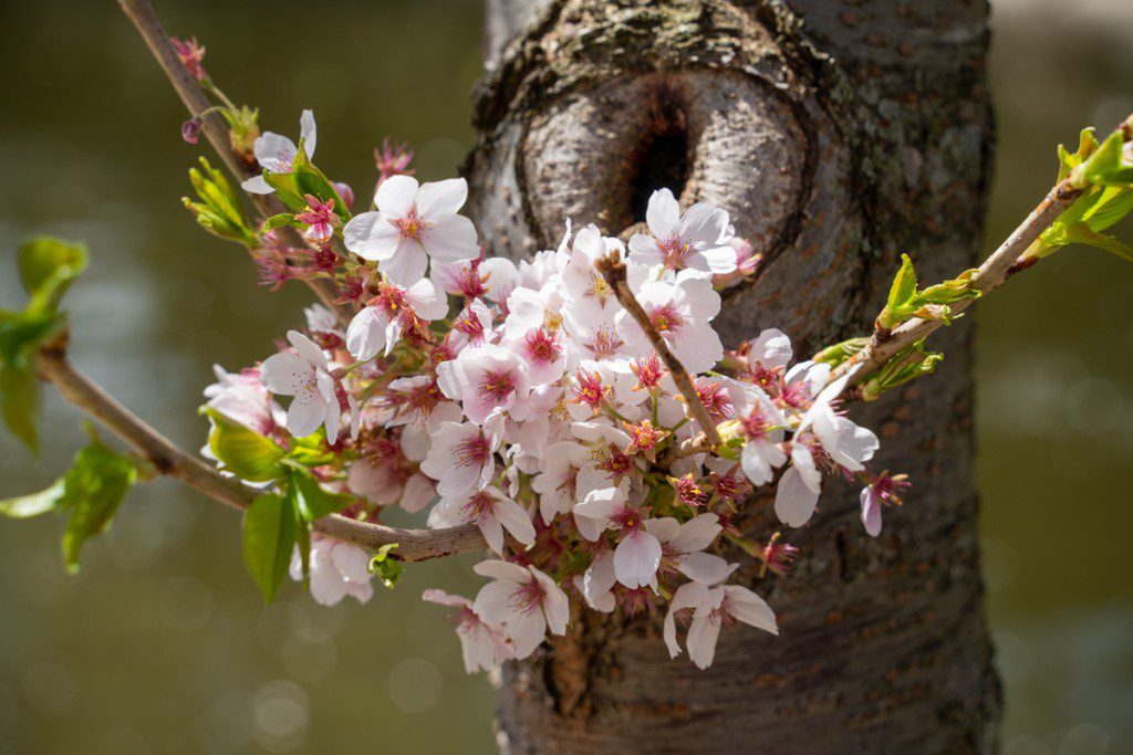 Cherry blossoms on a tree trunk