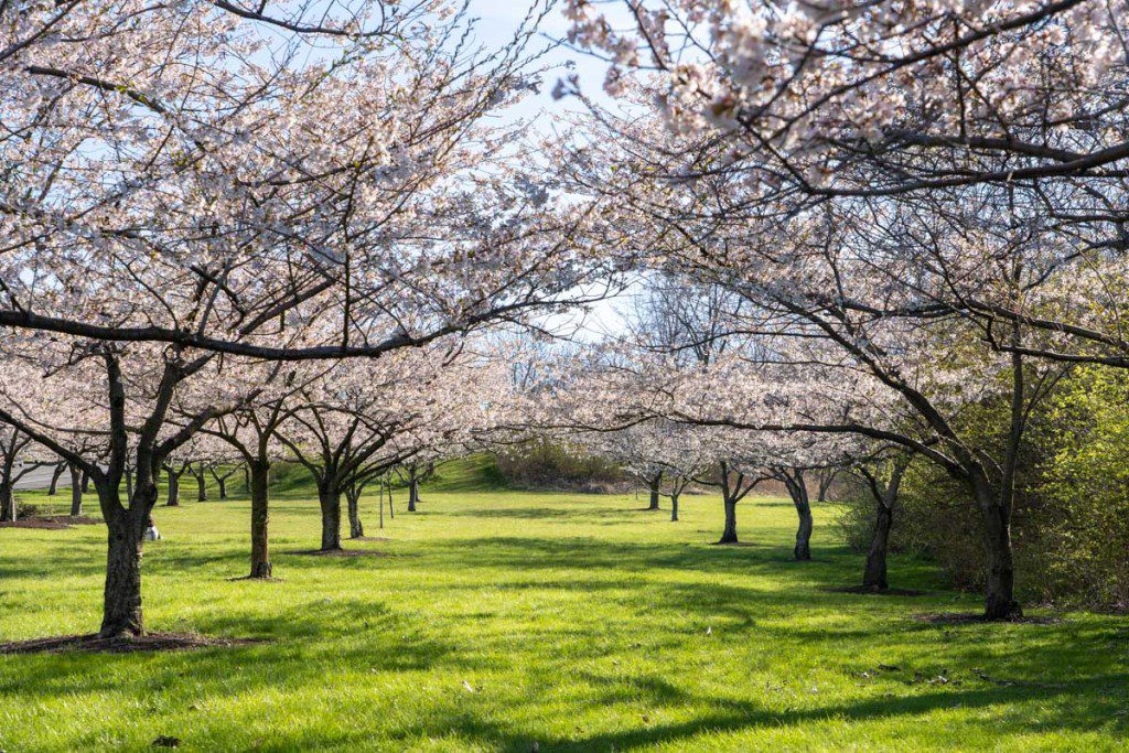 Cherry blossom lane at Brookside Reservation