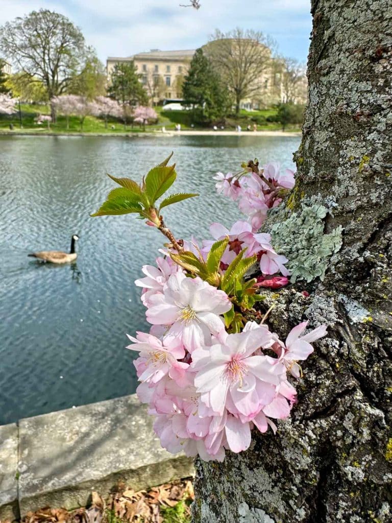 Cherry blossoms at Wade Lagoon