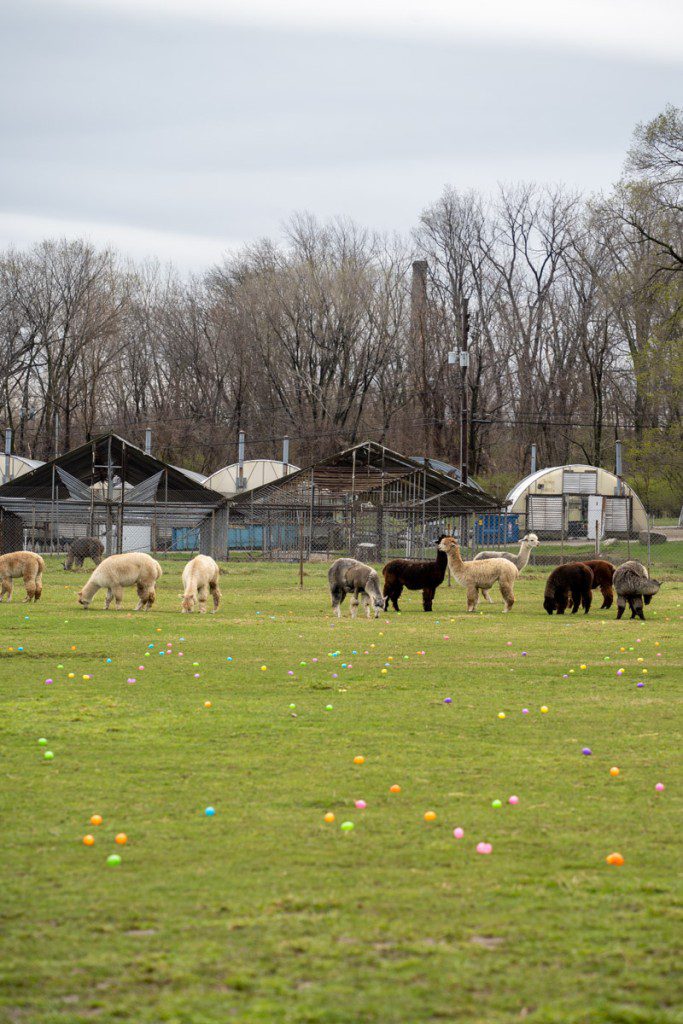 Easter egg hunt with alpacas